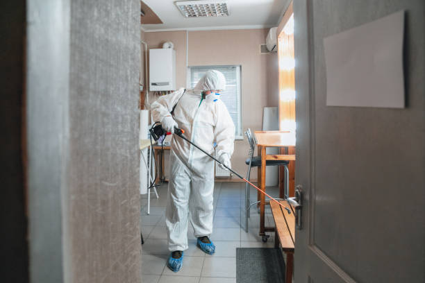 Best Basement Mold Removal  in Portland, ME