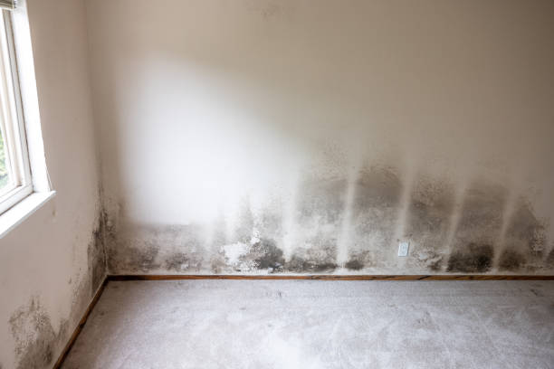 Best Water Damage & Mold Remediation  in Portland, ME