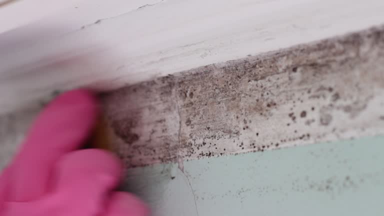 Best Mold Documentation for Insurance Claims  in Portland, ME